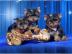 Yorkshire-Terrier Welpen aus bester