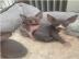 Kanadische Sphynx-K?tzchen zur Adoption