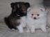 Reinrassige Pomeranian Zwergspitz Welpe