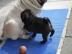 Mops Welpen
