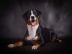 Appenzeller Sennenhund