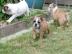 Englische Bulldoggen Welpen