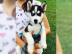 Wundersch�ne Sibirische Husky Welpen zu