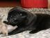 Mops Welpen