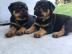 Qualit?t Rottweiler-Welpen