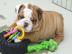 Reinrassige Englische Bulldogge Welpen m