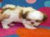 Weibliche shih tzu