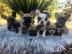 Reinrassige Franz?sische Bulldogge Welpe