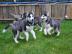 Reinrassige Siberian Husky-Welpen