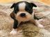 reg sch?ne Boston Terrier