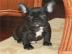 Nette und ruhige Franz�sisch Bulldogge W