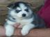 Husky-Welpen