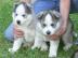 Husky welpen