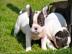 S��er Franz�sische Bulldoggen Welpe mit