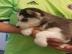 Siberian Husky Welpe sucht neuen Wirkung