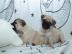 MOPS WELPEN IN BEIGE UND SCHWARZ