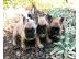 Franz�sische Bulldogge /R�de mit Papiere