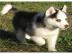 ausgefallen sch�ne Husky - Welpen