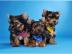 Yorkshire-Terrier Welpen