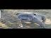 American stafford terrier blueline welpe