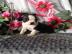 Boston Terrier Welpen vom Weltsieger