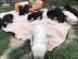 Labradorwelpen  mit Papieren