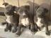 Pitbull Blaue Linie Welpen 12 Wochen abg
