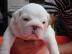 Wundersch�ne Englische Bulldoggen Welpen
