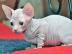 diese zwei Sphynx K�tzchen