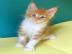 Wundersch�ne Maine-Coon-Katzen abzugeben
