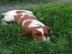 Irish Red and White Setter WELPEN