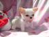 Chihuahua Welpen