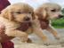 Wundersch�ne Golden retriever welpen s��