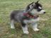 herrliche Siberian Husky  Welpe
