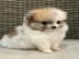 MINI Pomeranian Welpen. 