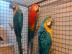 Nette Papageien verfgbar