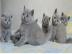 Bhk kitten mit stammbaum