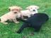 Labrador Retriever Welpen