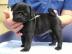 s��e Mops  Welpen in beige
