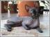 Canadian Sphynx M�dchen mit Stammbaum