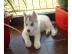 Siberian Husky Welpen in liebevolle H�nd