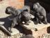 Wurfank�ndigung American Bully XL Welpen