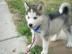 Siberian Husky Welpen