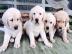 Labrador Retriever Welpen