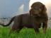 Louisiana Catahoula Leopard Dog