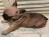 Franz�sische bulldogge Welpen