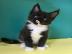 Wundersch�ne Maine-Coon-Katzen abzugeben
