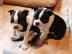 Boston Terrier Babys