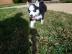 Wundersch�ne Siberian Husky Welpen