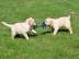 Golden Retriever Welpen zur Annahme,. 